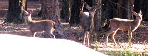 Deer visit the camp